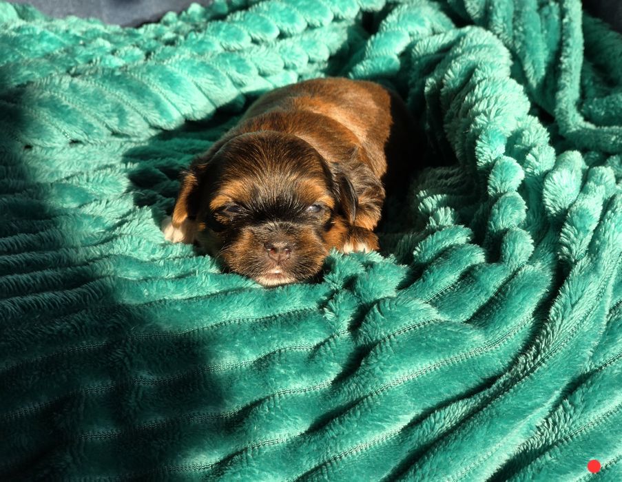 Hawańczyk hawańczyki havanese