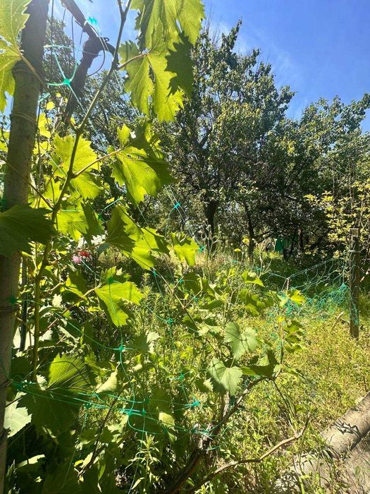 Продам дачу Чаплі, СТ Шиянка