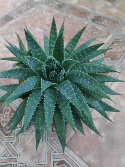 Алоє арістата сукуленти