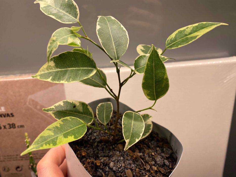 Fikus (Ficus) Benjamina Variegata 'Kinky' trzy kolory