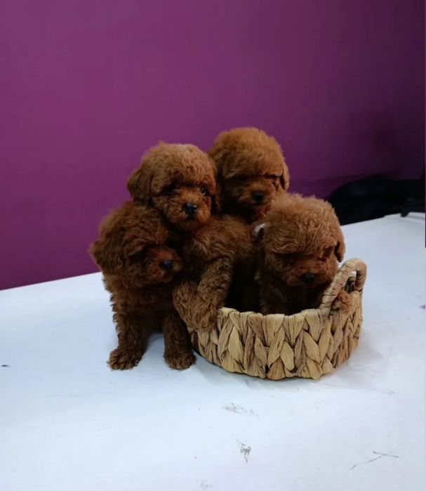 Вибір хлопців і дівчат, той пудель