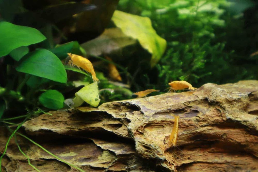 Krewetki Neocaridina YELLOW/ŻÓŁTA