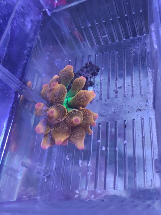 Anémona Bubble Tip Rainbow (Água Salgada)