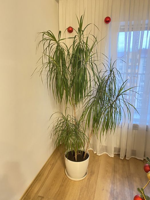 Вазонок,Драцена 180см,Монстера Делікатесна