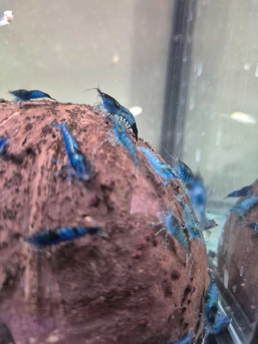 Krewetki neocaridina blue velvet