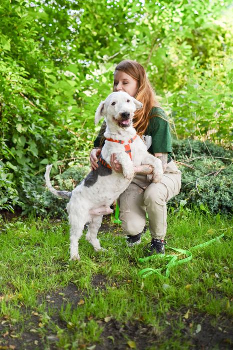 Bingo - pies w typie owczarka nizinnego do adopcji!