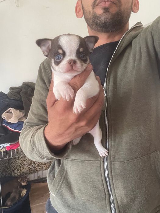 Chihuahua macho pelo curto Um exemplar