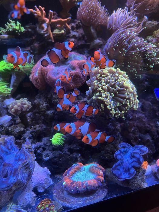 Рибка-клоун «Ocellaris» в морський акваріум