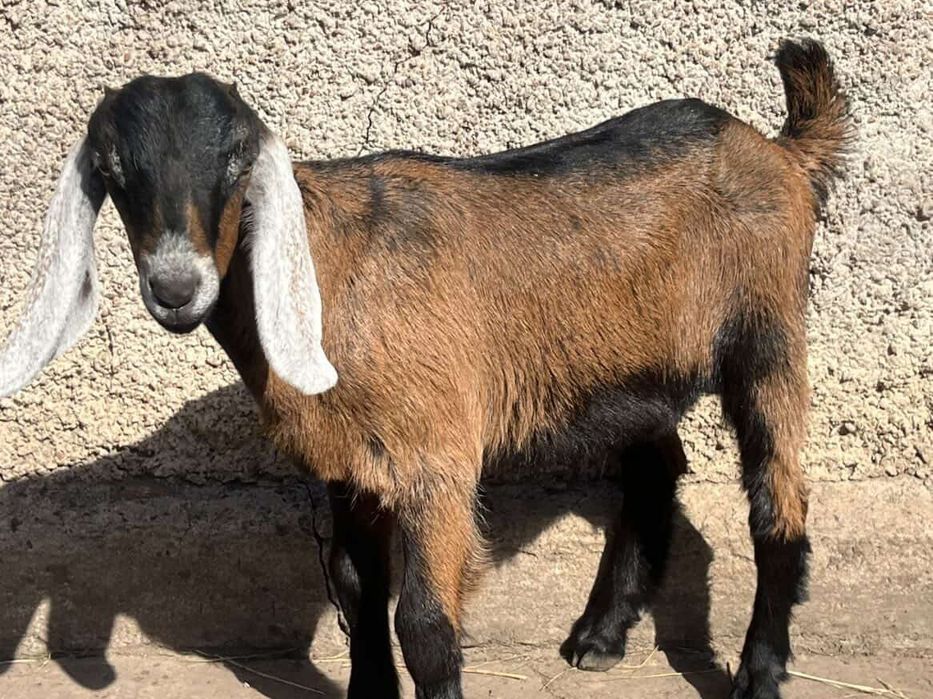 Англонубійська козочка і козлик