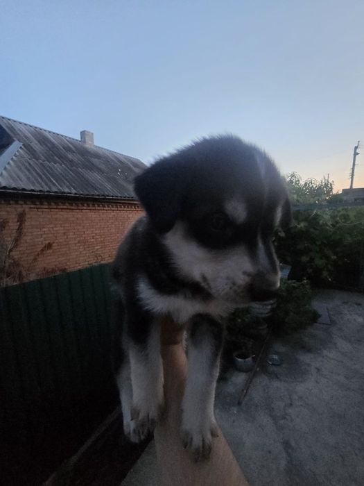 Цуценята в добрі руки