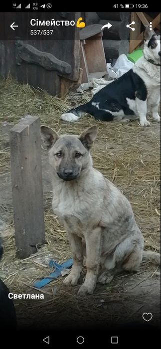 Віддам в добрі ручки
