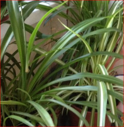 Хлорофитум хохлатый (Chlorophytum comosum)