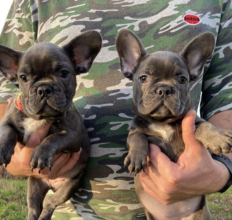 Французский будьдог