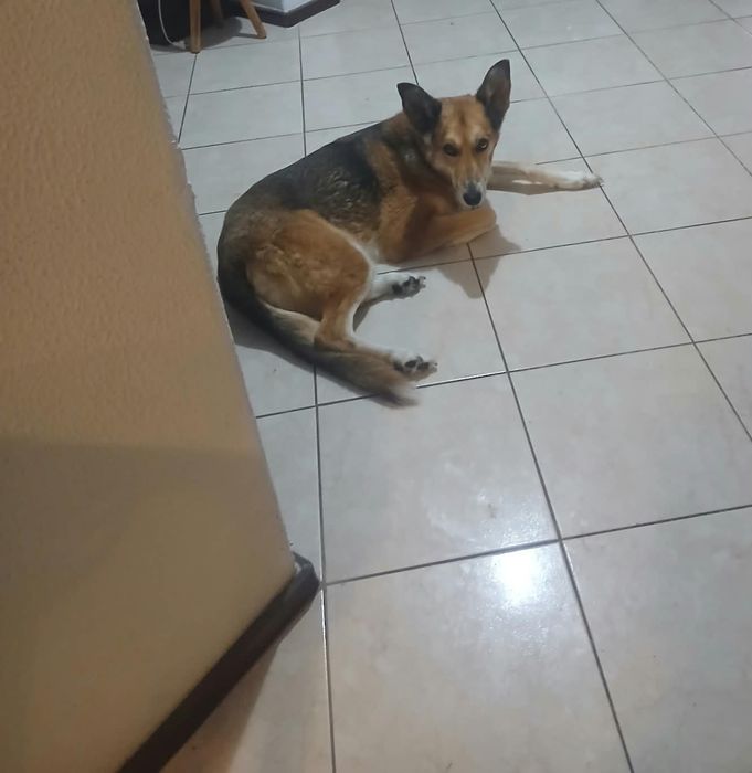 Cadela para adoção [Luna]