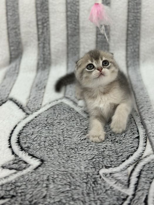 Шотландські кошенята