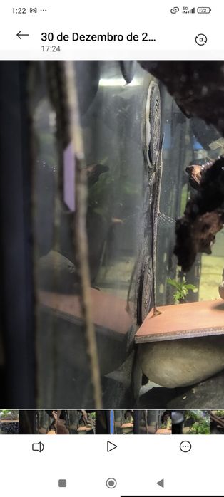 Farlowella accus adultas