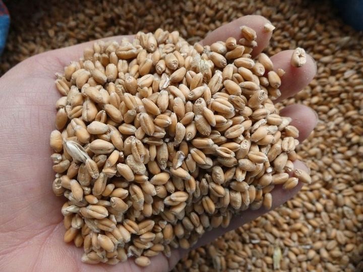 pszenica ziarno dla kur ptaków 25kg polska