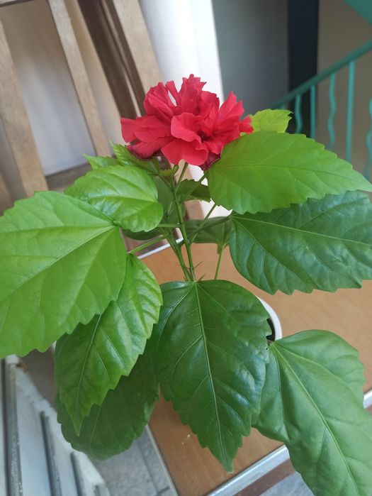 Молочай. Гибискус. Фуксия. Кактус