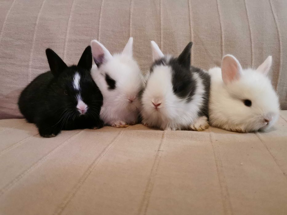 KIT Coelhos anões angorá, holandês mini e minitoy muito fofos
