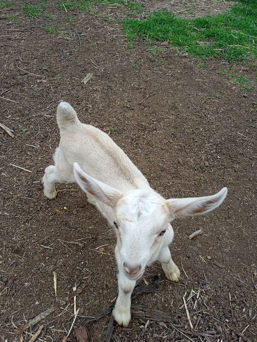 Молочные козочки ламанча