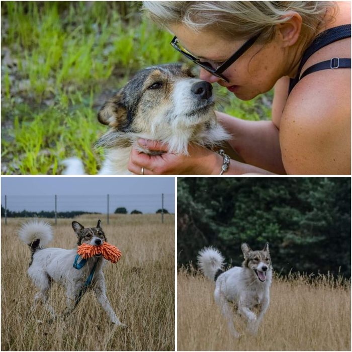 Cudowna, szorstkowłosa i piękna sunia do pokochania od zaraz!