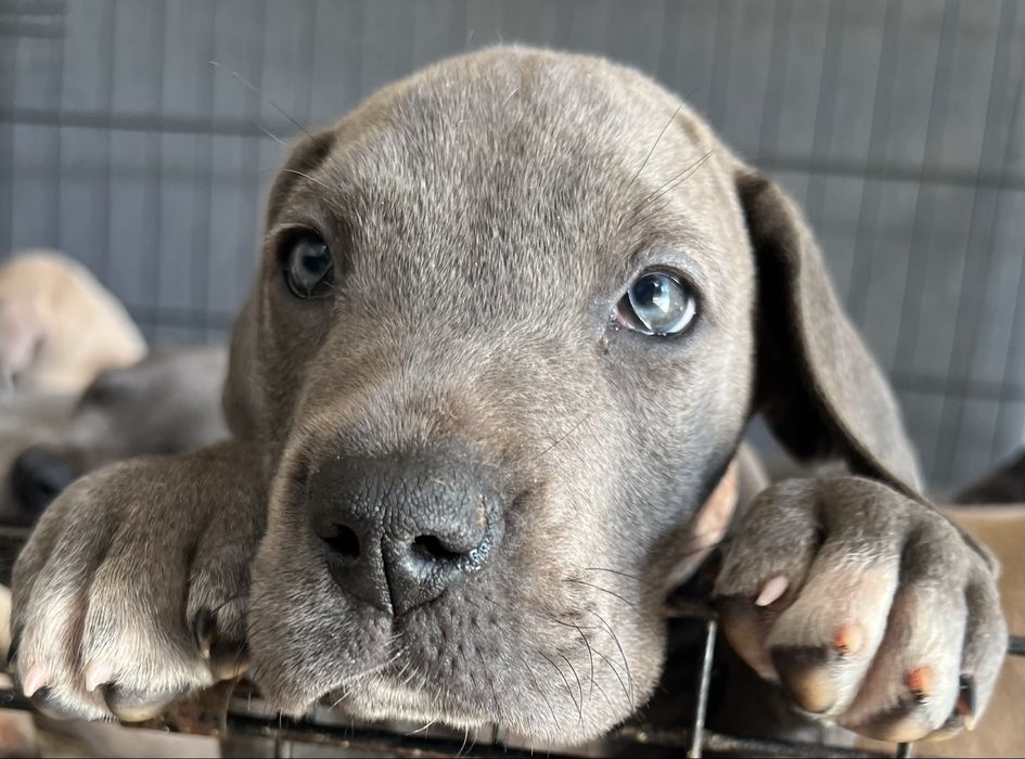 Dogue alemao Azul Fêmea