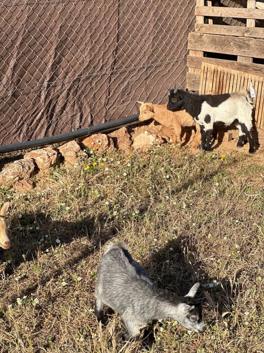 Cabras anãs ,umas com 3 meses e outras com 6 meses