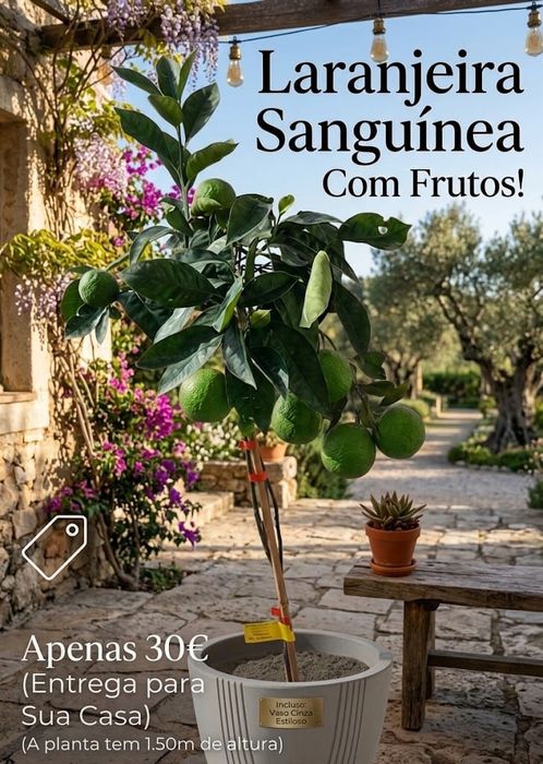 Laranjeira sanguínea
