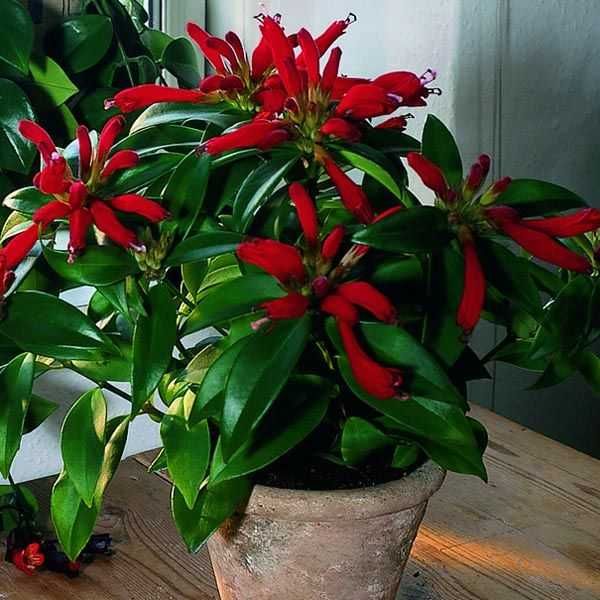 Комнатные цветы красного цвета фото и названия Комнатные цветы красного цвета фото и названия