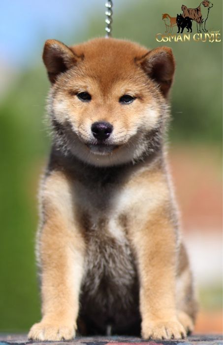 Дуже перспективний хлопчик Шиба іну Сіба іну SHIBA проф .розплідник