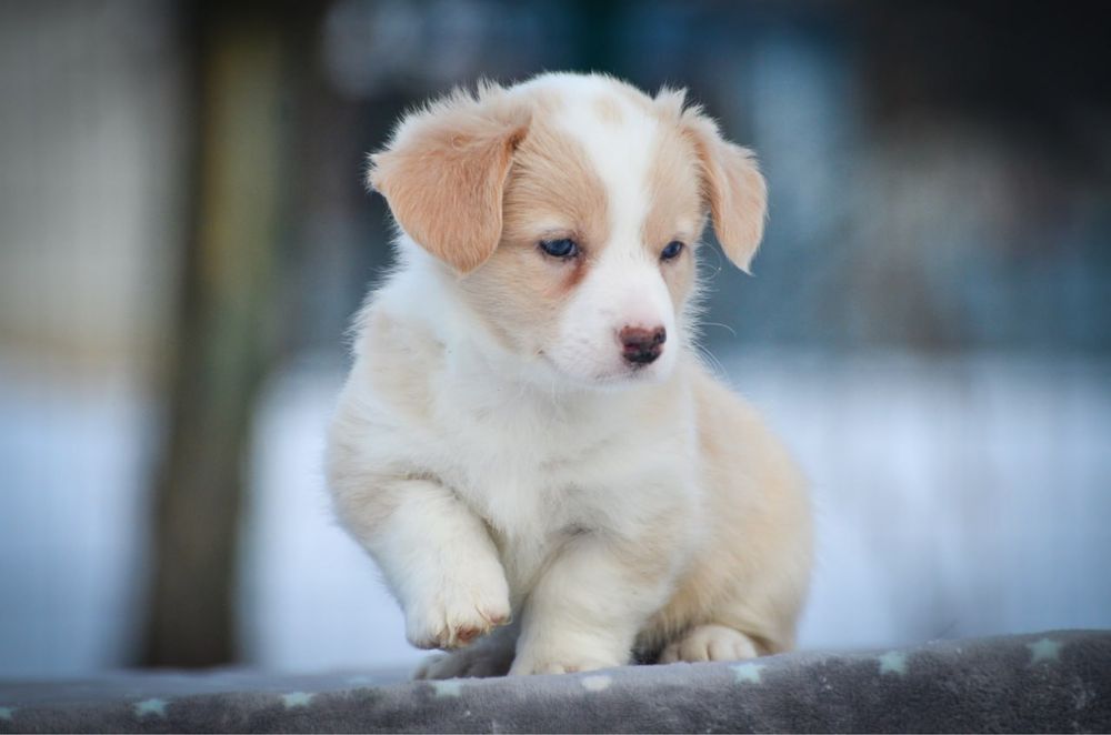 Вельш корги кардиган,девочка