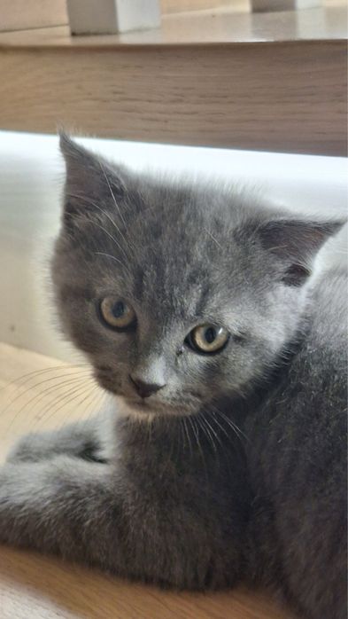 Коти Висловухі Шотландці