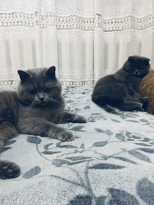 Шотландські кошенята/Шотландські котята/котики/ Scottishfold/straight