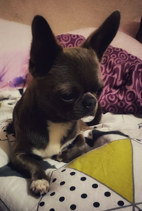 Chihuahua pies dorosły