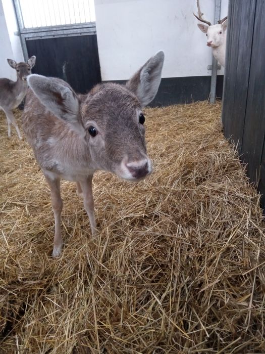 Daniel młody samiec