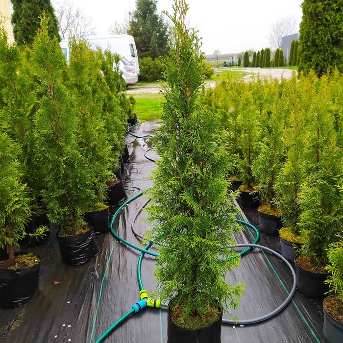 tuja szmaragd 70-80 cm