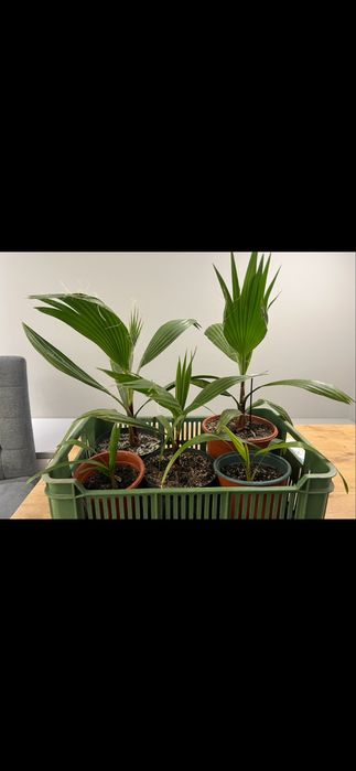 Nasiona palmy Waszyngtonia Robusta, palma meksykanska