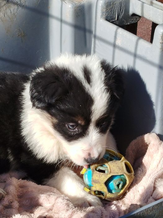 Border Collie excelente