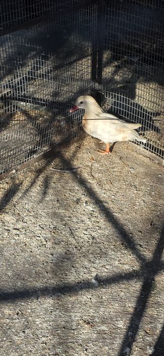 Vendo pato mandarim