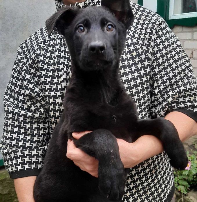 Німецька вівчарка