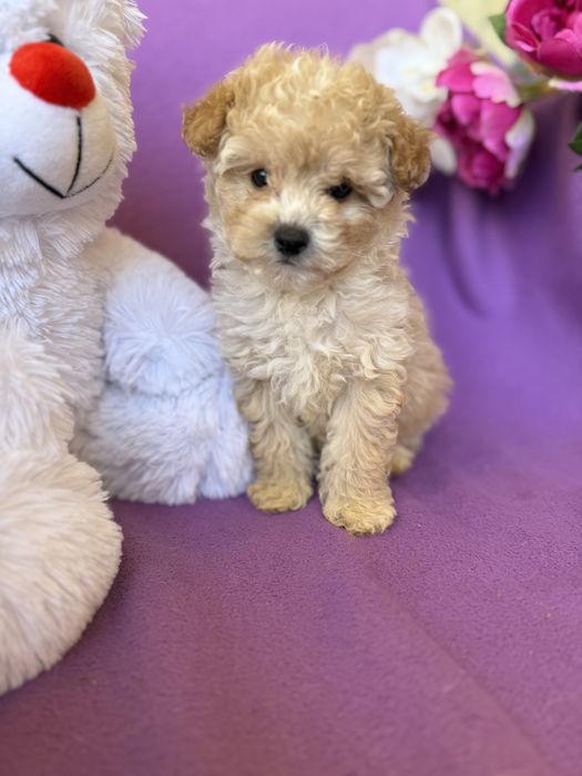 Породисті VIPмальтіпу