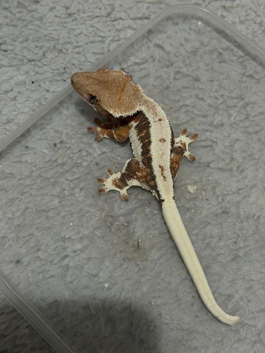 Gekon orzęsiony samica