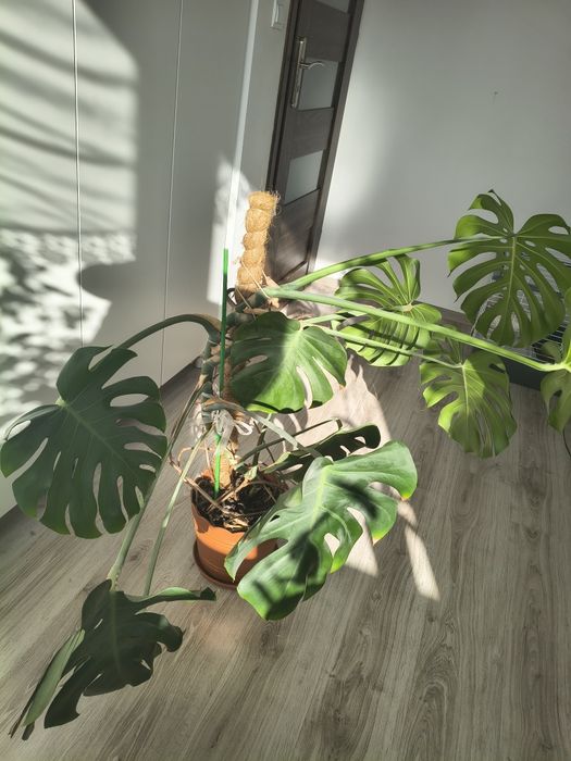 Monstera deliciosa duża