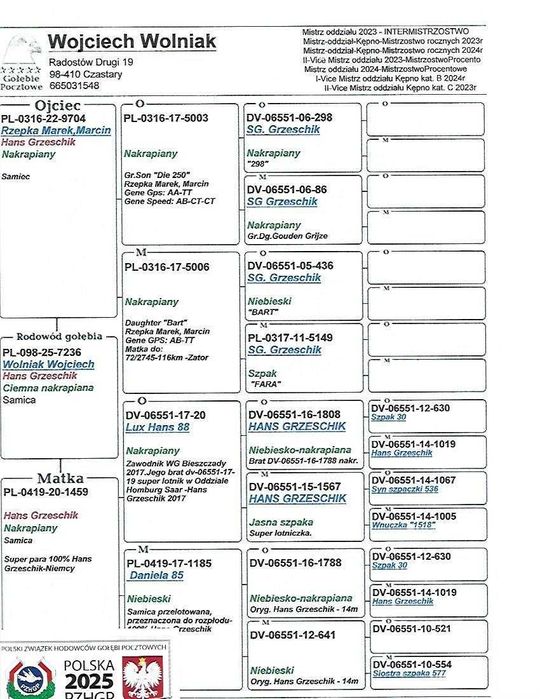 gołębie pocztowe samica 100% SG Grzeschik