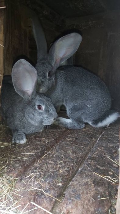 Кролики Б.Велетень