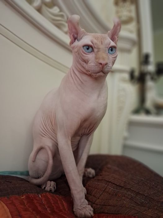 Котик приглашает га вязку