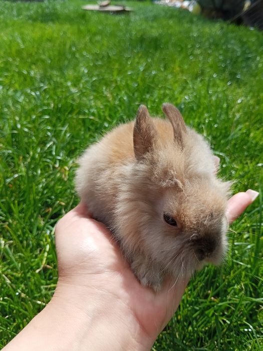 Miniaturka króliczki