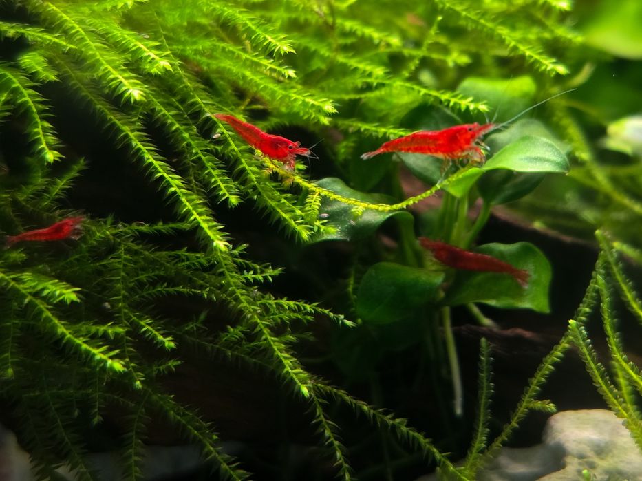 Krewetki Neocaridina Bloody Mary