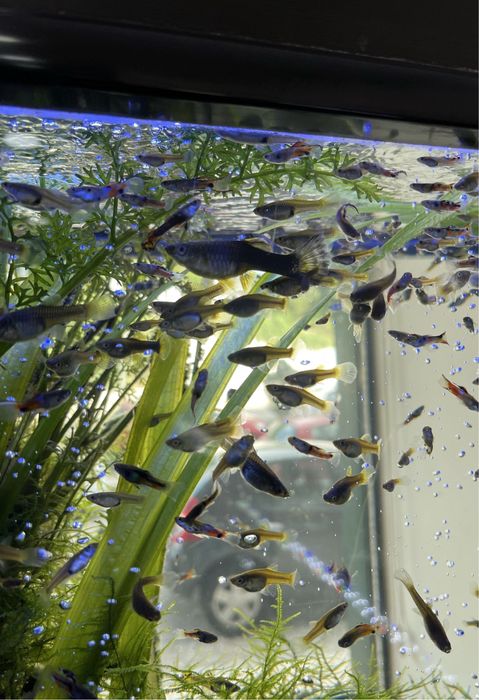 Guppys para venda