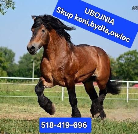 Skup bydla, koni,cieląt, owiec